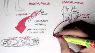 Myology  Introduction Skeletal Cardiac Smooth Muscles [upl. by Eidnas775]