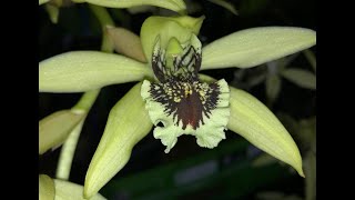 ORQUIDEA COELOGYNE PANDURATA E SUA BELEZA EXÓTICA [upl. by Petromilli]