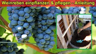 Weinrebe im Kübel auf Balkon pflanzen amp pflegen  Standort Gießen DüngenSubstrat Überwintern [upl. by Notyard]