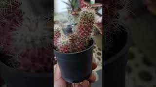 Cactus plant  nature  viral short [upl. by Asamot]