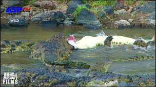 crocodile attack on wildebeest  wildlife  animal planet  ASP PRO [upl. by Prosper]