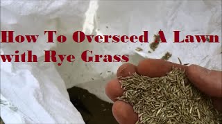 How To Overseed Your Lawn with Rye Grass  Overseeding An Existing Lawn to thicken up your grass [upl. by Hild]