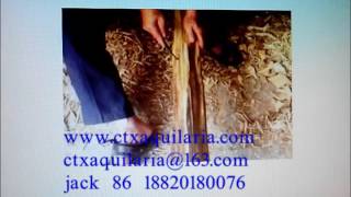 Chinese Hainan natural aloeswood eaglewood aquilaria agallocha oud wood agarwood processing www c [upl. by Acsecnarf520]