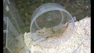 How to make a mousehamster wheel out of wire and a tupper [upl. by Cj101]