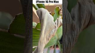 Macro Photography  iPhone 16 Pro Max vs Samsung S24 Ultra vs iPhone 15 Pro Max [upl. by Wailoo784]