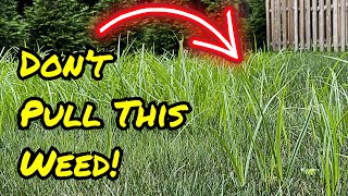 Do NOT Pull This Weed Kill Nutsedge Using This Instead [upl. by Udella]