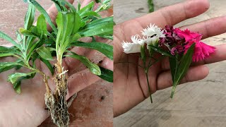 How to grow dianthus from cuttings  dianthus plant care  dianthus cuttings  dianthus Propagation [upl. by Adlaremse]