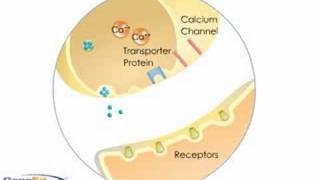 Neurotransmitter Criteria [upl. by Aiak]