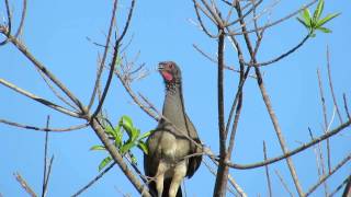 Birdwatching Colima  West Mexican Chachalaca [upl. by Rider628]