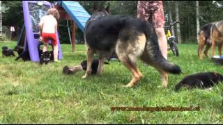 2013 07 27  Les chiots berger allemand a Harley et Lady Réunis [upl. by Atilrep]