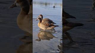 Egyptian goose mother calls chicks  Nilgans Mutter ruft Küken Vogelstangsee  Mannheim [upl. by Erik680]