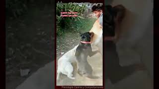 Separar 1 hembra vs 2 hembras perros comportamientocanino pelea agresividad [upl. by Lehsreh]