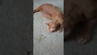 I gave my cat catnip and he did this SHOCKING [upl. by Roderick]