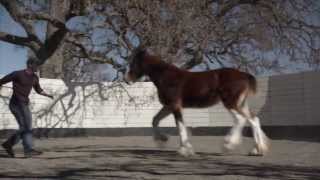 Best Commercials of 2013 Budweiser quotThe Clydesdales Brotherhoodquot [upl. by Eudoxia880]