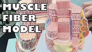 Muscle Fiber Model 1  Ohio University  Anatomy amp Physiology [upl. by Assehc]