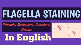 Flagella StainingTypes of flagellaPrincipleProcedureResultsScientist R academyRohit S Mane [upl. by Nevanod]