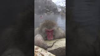 Thermal paradise for these Japanese snow monkeys [upl. by Ttergram]