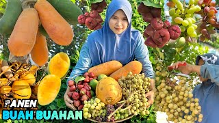 Panen buahbuahan segar  Bikin es buah dari hasil kebun [upl. by Ofloda]