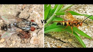 Cicada Killer vs Satellite Fly The Ultimate Showdown [upl. by Daveen200]