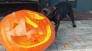 Bodzio Buldog francuski i dynia halloween [upl. by Porush]