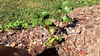 Mound Layering Aronia Chokeberry Propagation [upl. by Enrika]