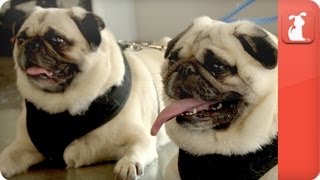 Unadoptables  Overweight Inseparable Pugs need home [upl. by Aneryc]