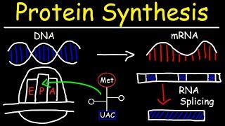 Transcription and Translation  Protein Synthesis From DNA  Biology [upl. by Ybroc]