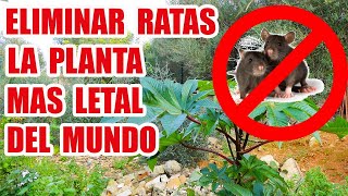 COMO ELIMINAR RATAS  RICINO [upl. by Moulton]