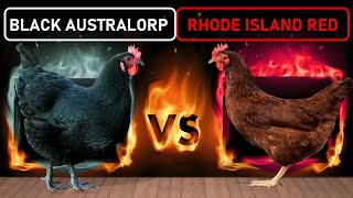 Black Australorp vs Rhode Island Red  Two Best DualPurpose Chicken Breeds for Free Range Farming [upl. by Chester]