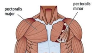 Anatomy of pectoralis major muscle Anatomy of pectoralis minor [upl. by Nylekcaj]