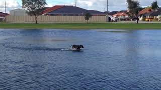 Staffy playing in puddle HD 1080p [upl. by Lanevuj633]