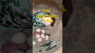 Budgies bird egg hatching 🐣🐣🐣 birds budgies birdfeeding ourplanet budgis [upl. by Atteuqahc347]