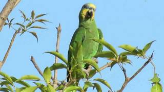 Orangewinged Amazon  Lecheria Venezuela  Thore Noernberg Birdwatching [upl. by Roseanna653]