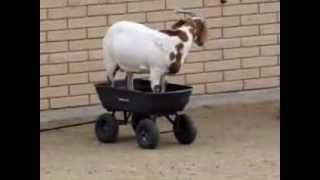 Goat Riding In A Wheelbarrow funny vid [upl. by Kier]