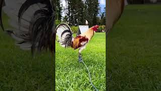 Hawaii Beautiful Birds Gonsalves Gamefarm rooster gamefowl gallos [upl. by Homere]