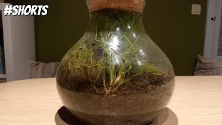 Closed terrarium ecosystem sealed for 10 months shorts [upl. by Ahsaeym]