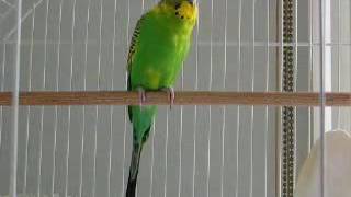 Banco the budgie calling chirping screamingparrot singing voice [upl. by Aimehs]