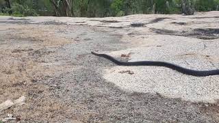 O maior predador da cobra cascavel documentario rei das serpentes [upl. by Esylle]