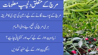 How to grow green chillies farming vegetables hari mirch kashat krny ka sahi tariqa [upl. by Caspar307]