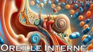 Anatomie de loreille interne  CQ163 [upl. by Maribeth]