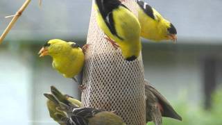 Goldfinches  Pine Siskins  Bird Feeder is PACKED Camano Island WA Enjoy [upl. by Tiny423]