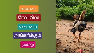 சண்டை சேவல் எடை அதிகரிக்கும் முறை [upl. by Harmon136]