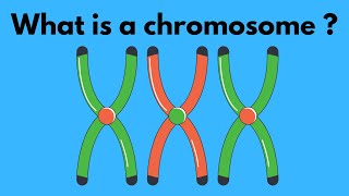 What is a chromosome [upl. by Newell545]