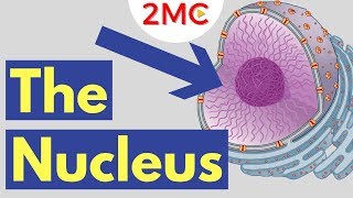 What is the Nucleus  Nucleus Structure and Function [upl. by Siva454]