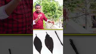 నల్ల వావిలి మీ ఇంట్లో ఒంటి నొప్పులు మాయం health gardening painrelief raitunestham [upl. by Gibbs782]