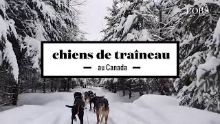 2 minutes de chiens de traîneau au Canada [upl. by Yentrac732]