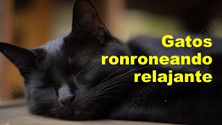 Gatito ronroneando para dormir vídeo y sonidos de gatos relajarse con suave música de fondo [upl. by Eednil723]