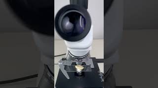 Garlic magnified 400 times is amazingshorts fyp science microscope shortsvideo [upl. by Ahsam]