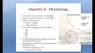 Microbiology 550 c Hepatitis B HBV Dane PArticle HBsAg HBeAg HBcAg Antigen surface core antibodies [upl. by Selemas]