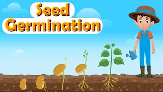 What Is Seed Germination  How Do Seeds Grow into Plants  Process and Stages of Seed Germination [upl. by Nosnehpets]